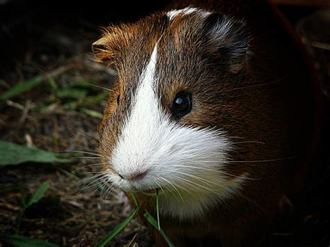Guinea Pig Rodent Whiskers Free Photo On Pixabay Pixabay