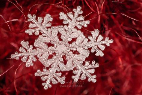 Eveleigh Snow13 1161 Snowflake Photos Snowflakes Real Snow Crystal