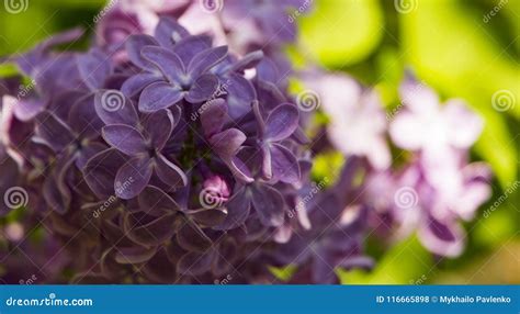 Macro Image Of Spring Lilac Violet Flowers Abstract Soft Floral