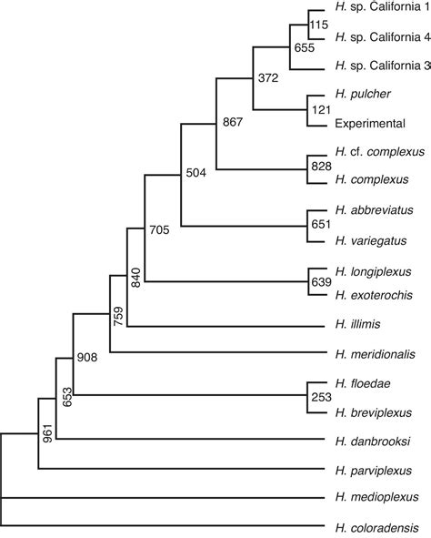 Prevalence Of Haematoloechus Pulcher Metacercariae Digenea