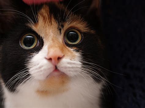 Puplets Pontifications Startled Kitten Moody Cat