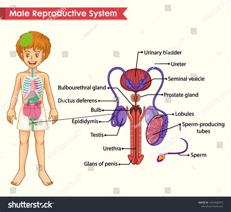 Diagrams Of Male Reproductive System Julutarget