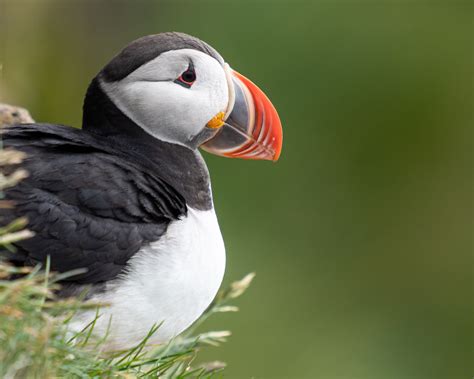 Best Day Ever Photographing Puffins In Icelands Westfjords