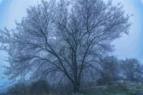 Tree Fog Winter Free Photo On Pixabay Pixabay