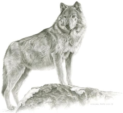 Maikan Grey Wolf Original Pencil Drawing Is Sold Limited Edition