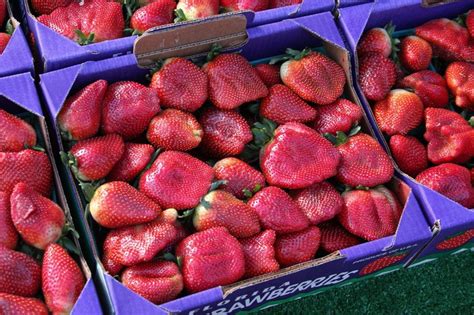 Visit Plant City Florida The Winter Strawberry Capital Of The World