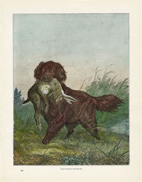 Shaw And Cassell Illustrated Book Of The Dog 1890 Dog Print Dog Art