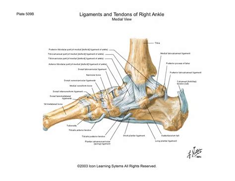 If i do the left leg it does hurt the right problem area. Anatomy Final Exam - Anatomy 332 with Zhang at University of Tennessee - Knoxville - StudyBlue