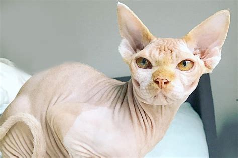 Hairless Sphynx Cat Facts 5 Interesting Facts About This Hairless Cat