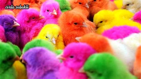 Anak Ayam Lucu Warna Warni Tek Kotek Kotek Lagu Anak Ayam Populer