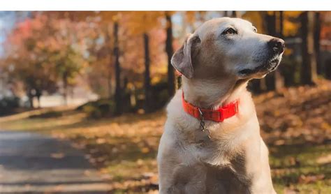 9 Reasons Why Labrador Retrievers Dogs Are So Popular Howtoanimal