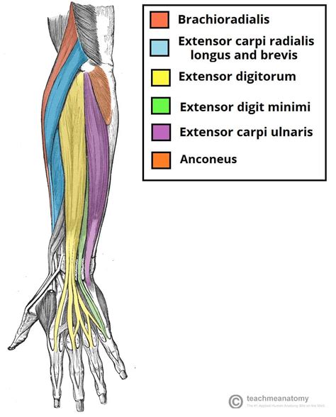 Posterior Forearm Muscles Labeled Howtodrawbodyposesstepbystepanime