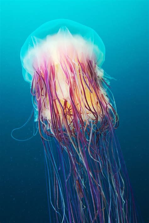 320 Best Ocean Jellyfish Images On Pinterest Jelly