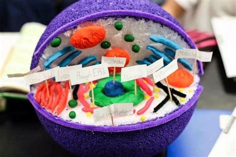 Animal Cell Model Ideas For Your Science Project Easy And Creative