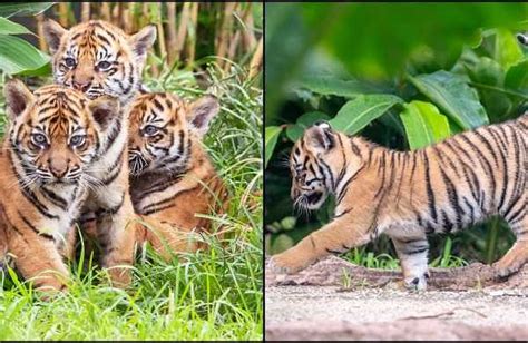 Rare Sumatran Tiger Cubs Make Public Debut At Sydney Zoo The New