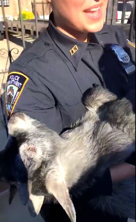 New York Police Rescue Goat And It S Not Tombrady