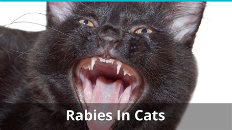 Rabies In Kittens