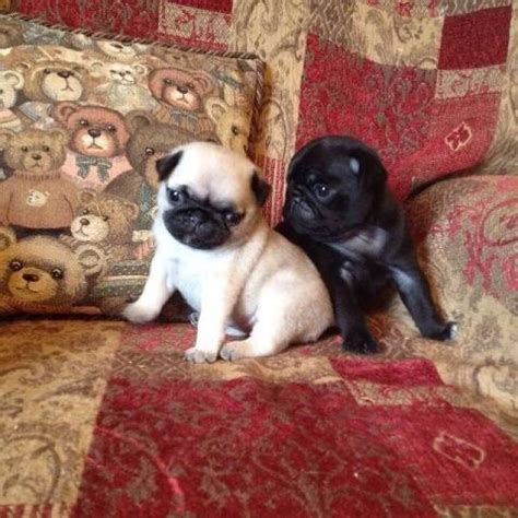 View the 2021 directory of the top 27 private schools in savannah, georgia. Top Quality 12 Weeks old Pug Puppies For Adoption - Savannah - Animal, Pet