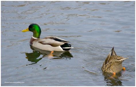 Male Mallard Duck With Female Dabbling Poster Photo Captures By