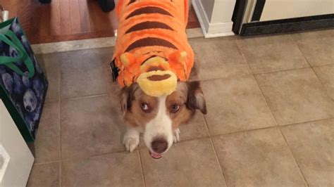 Dog Wearing Tigger Costume Youtube