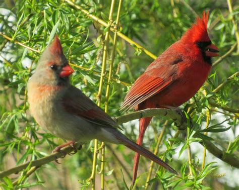 Cardinals Pairs Pairs Bird Cardinals