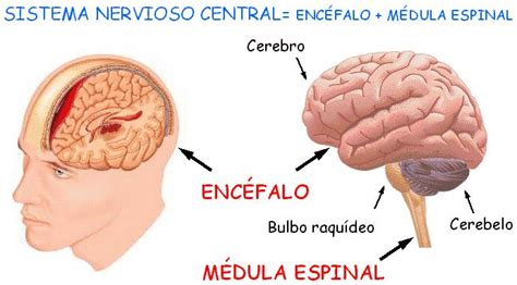 Partes Del Snc Enc Falo Y M Dula Espinal Sistema Nervioso Sistema