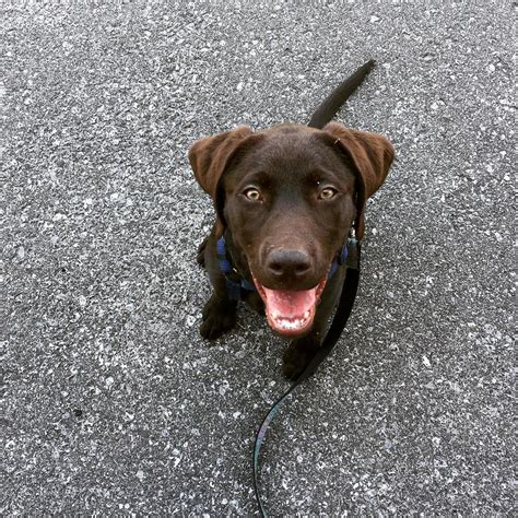 Are chocolate labrador retrievers good family pets? Things You Won't Like About Chocolate Lab With Blue Eyes ...