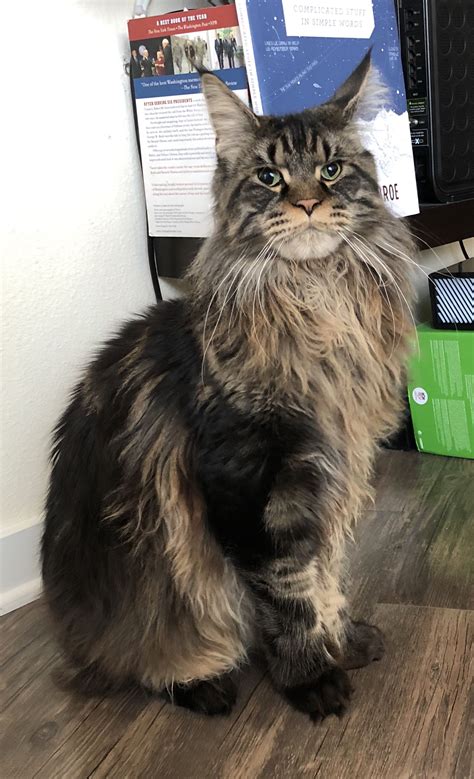 They're majestic animals with wonderful temperaments, and they make excellent companions. Carolina: Giant Maine Coon Kittens For Sale