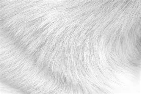 White Gray Dog Fur Texture Long Hair Smooth Patterns Background Stock