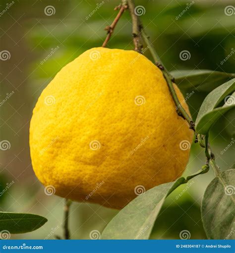 Large Yellow Citrus Fruit On A Tree Stock Image Image Of Vitamin