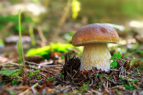 7, 8 components in mushrooms may prevent the growth of amyloid proteins related to dementia, and act as antioxidants, specifically an amino acid called ergothioneine. Grzyby w kuchni - tak czy nie? - Balticmed - Przychodnia ...