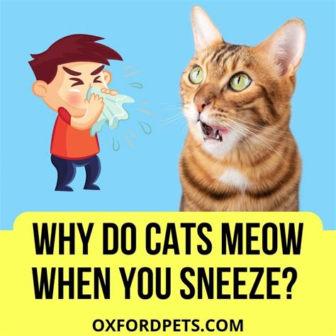 Why Do Cats Meow When You Sneeze 7 Reasons Why Oxford Pets