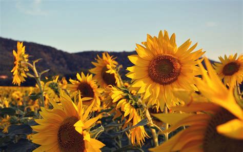 Aesthetic Sunflower Computer Wallpapers Top Free Aesthetic Sunflower