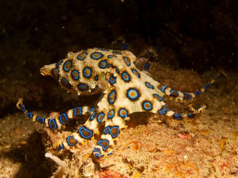 Blue Ringed Octopus Facts Habitat Life Cycle Venom Pictures