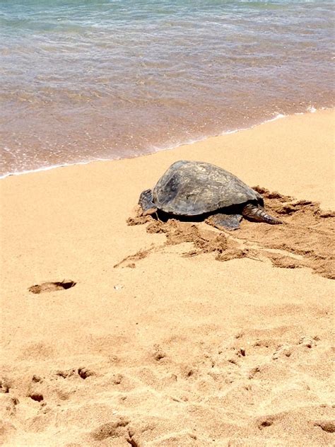 Sea Turtle On Maui Beach Maui Hawaii Maui Beach Maui Hawaii Copying