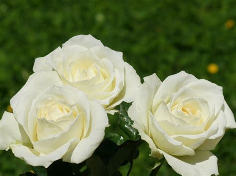 Free Download Beautiful White Flowers Wallpapers White Roses Wallpapers