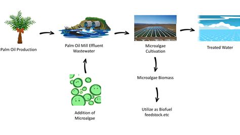 Sustainability Free Full Text Microalgae Cultivation In Palm Oil