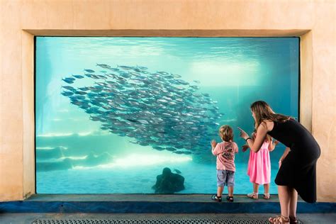 The Aquarium Of Western Australia Entry Adrenaline
