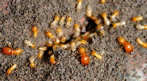 How Often Should You Treat For Termites Keeping Termites Out Of Your Home