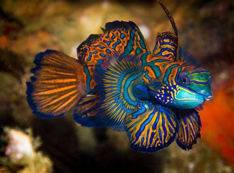 Mandarin Fish Synchronous Splendidus Saltwateraquariumsetup