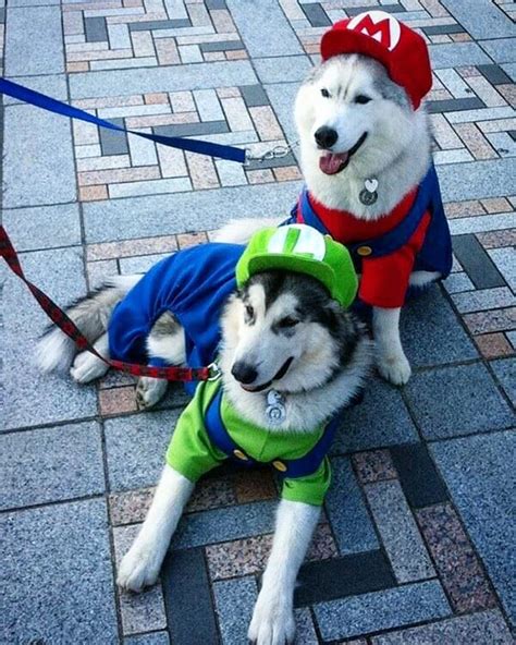 19 Best Dog Costumes For A Howl Ing Good Halloween Bechewy