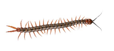 Centipede Transparent Png Stickpng
