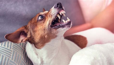15 Fear Aggression In Dogs Facts Every Dog Owner Should Know Ruffeodrive