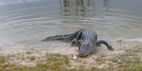 Gator Eats Golfers Ball On Florida Course Wdbo