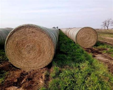 Venta De Rollos De Pastura Avena Rye Grass Alfalfa Etc Agroads