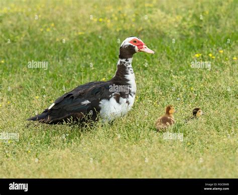 Female Muscovy Ducks Hi Res Stock Photography And Images Alamy