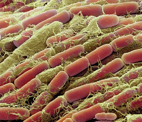 Bacillus Megaterium Bacteria Photograph By Steve Gschmeissner Pixels