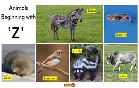 Top 110 A To Z Animals Name List