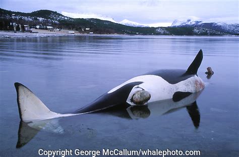 Dead Killer Whale Female In Shallow Water George Mccallum Whale