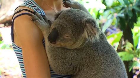 Koalas In Training For Cuddling World Leaders At G20 Brisbane Au — Australia’s